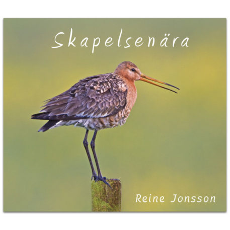Skapelsenära